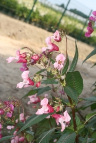 Drüsiges Springkraut (Impatiens glandulifera)